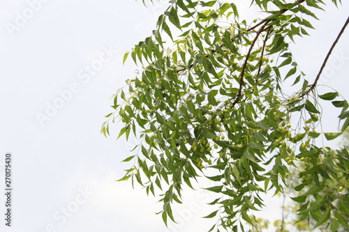 Azadirachta indica, commonly known as neem, nimtree or Indian lilac leaves and fruits on branch against sky.Products made from neem trees have been used in India for their medicinal properties.