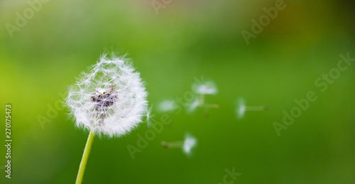 Dandelion flying on green background