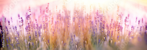 Selective and soft focus on lavender flower in flower garden