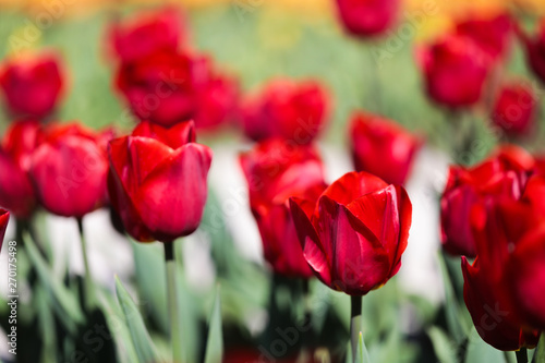 Beautiful bouquet of tulips nature background.