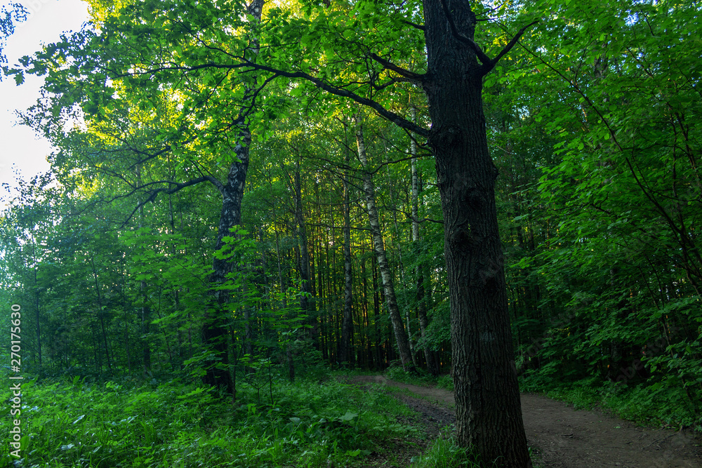 forest forest
