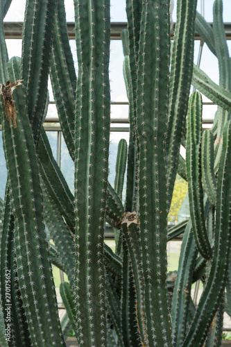 close up of Cereus Validus Haworth cactus in a green house.  photo