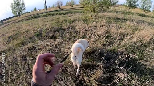 Husky dog on a leash going for a walk in a long grass field on a sunny day. photo