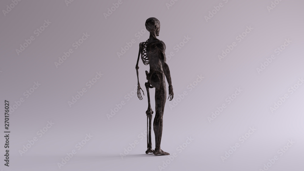 Black Iron Ecorche Half Skeletal System Half Muscle System Anatomical Model 3 Quarter Rear Right View 3d illustration 3d render Black Iron Ecorche Half Skeletal System Half Muscle System Anatomical Model 3 Quarter Rear Right View 3d illustration 3d render