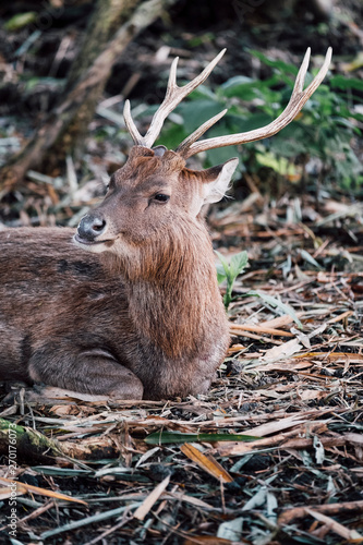 Photography deer portrait in zoo