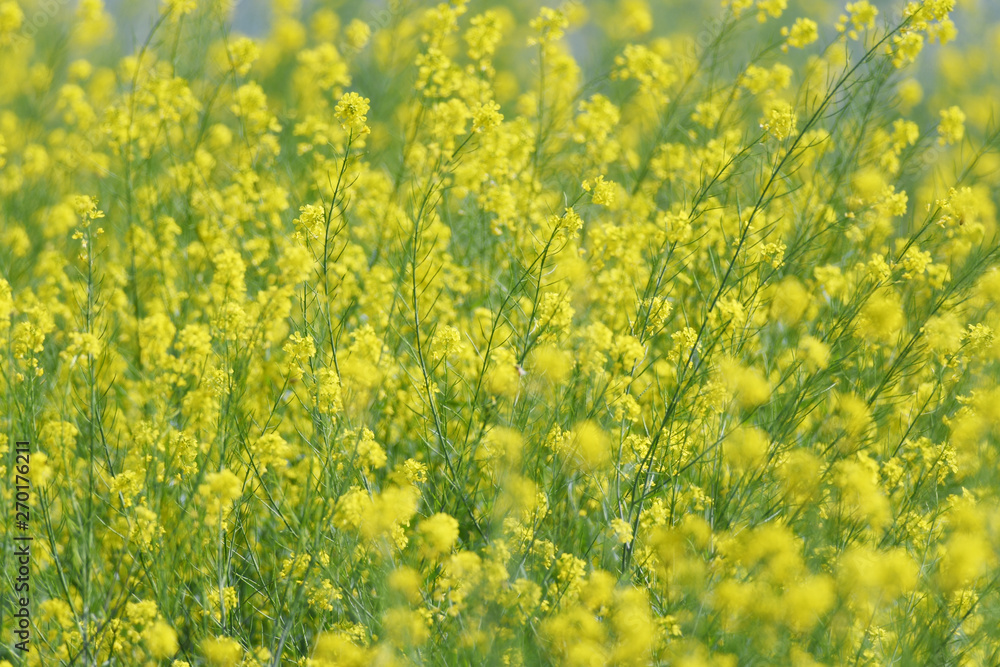 黄色い花　菜の花