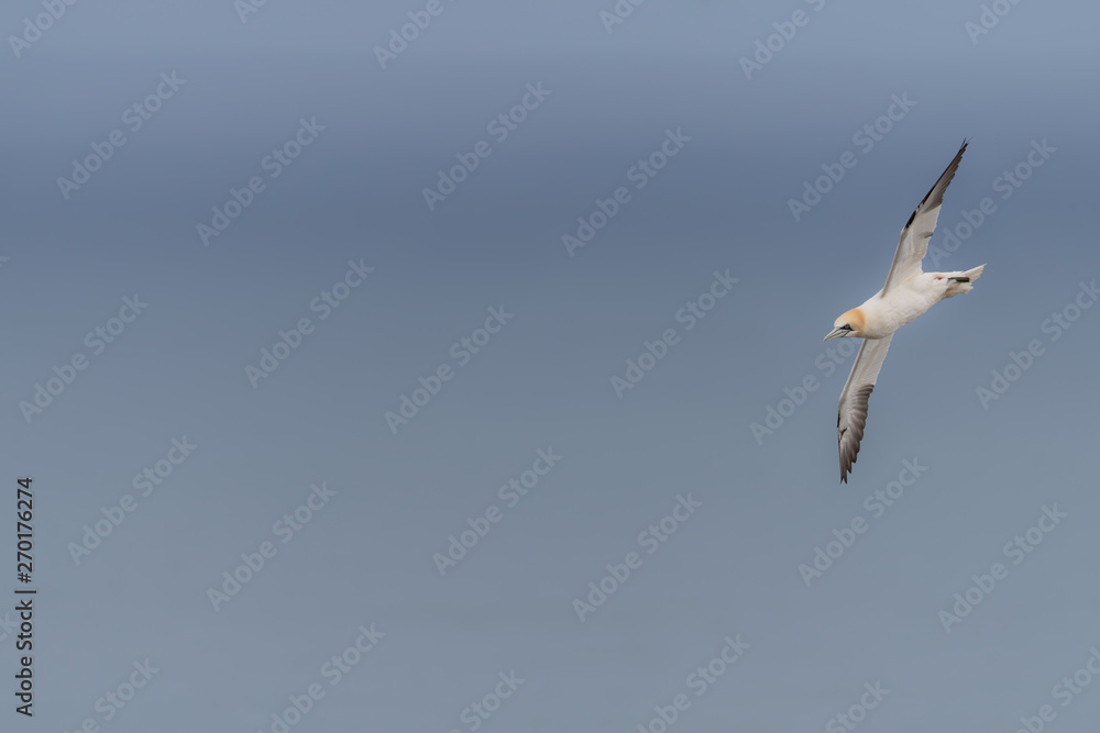 Obraz premium Northern Gannet in Flight