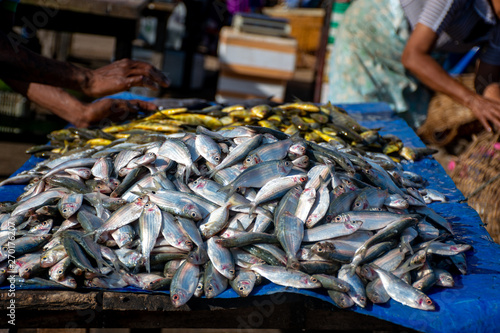 Fresh Fish for Sale at the Fish Market in Negombo, Sri Lanka