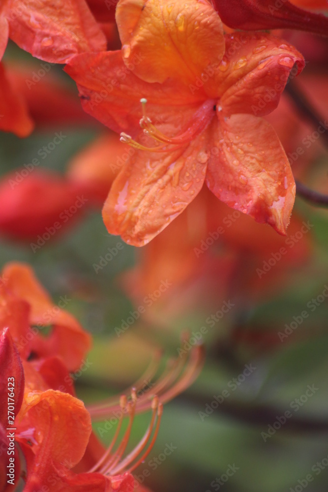 Blüten Blüten