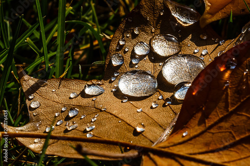 Close-up of wet colorful fallen aspen leaves in the fall.