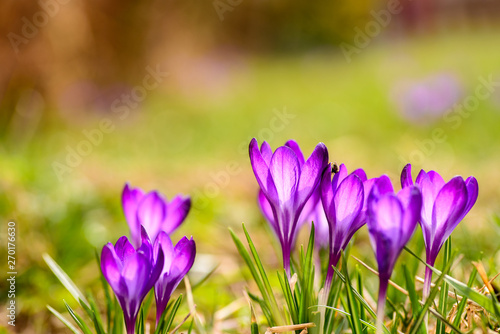 The crocuses are decorated in purple colors, the dry grass field.