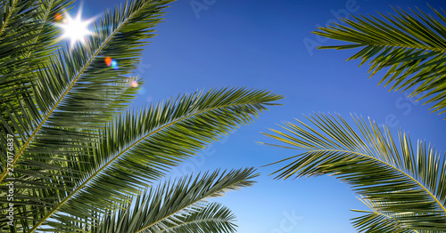 Summer background of palms leaves and blue sky 