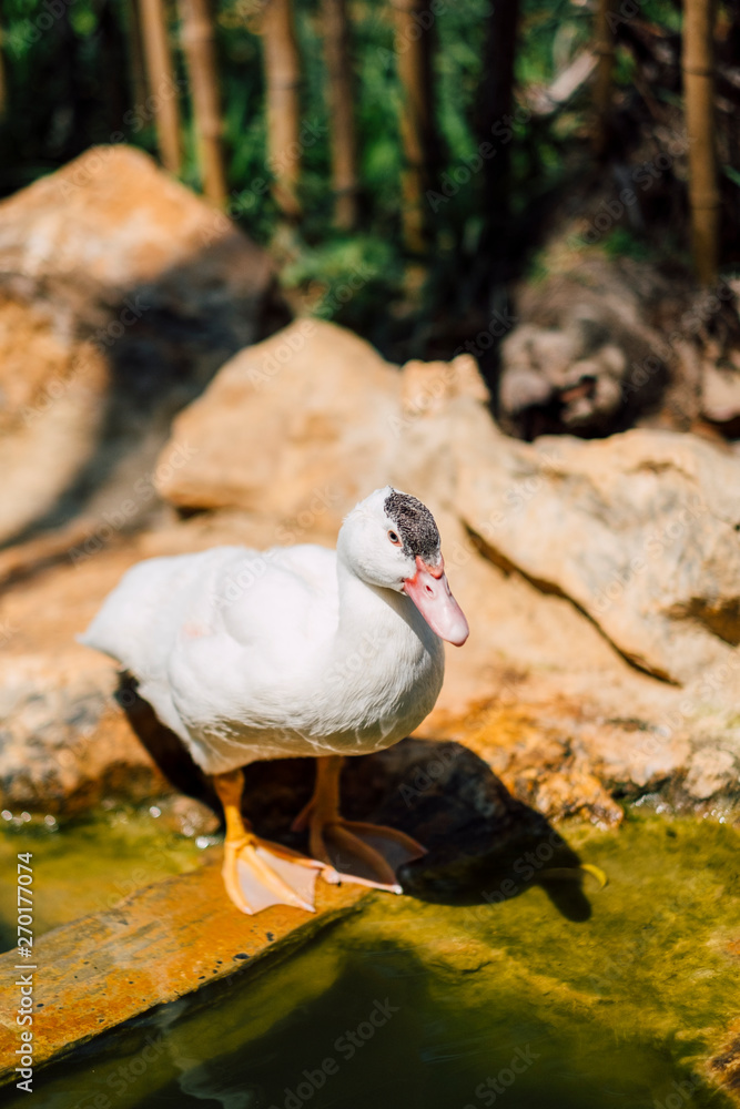 white duck stand white duck stand