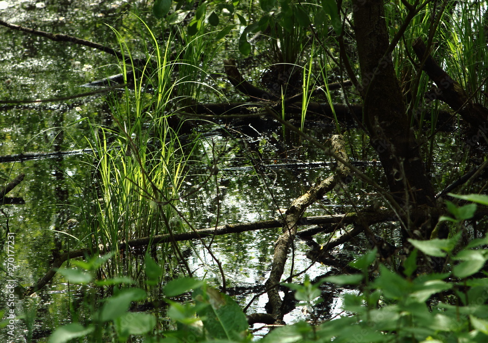 Fototapeta premium Swamp in national park Langdonken in Belgium. Spring time, the sun shines through the foliage. The white stuff that floats on the black water is the blossom of the willow tree.