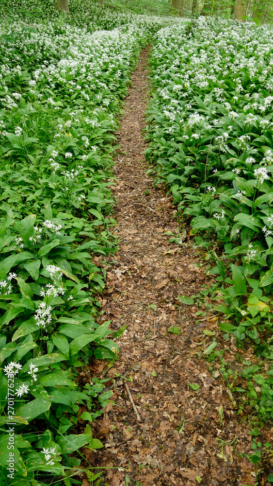 Ail des ours - Allium ursinum Ail des ours - Allium ursinum
