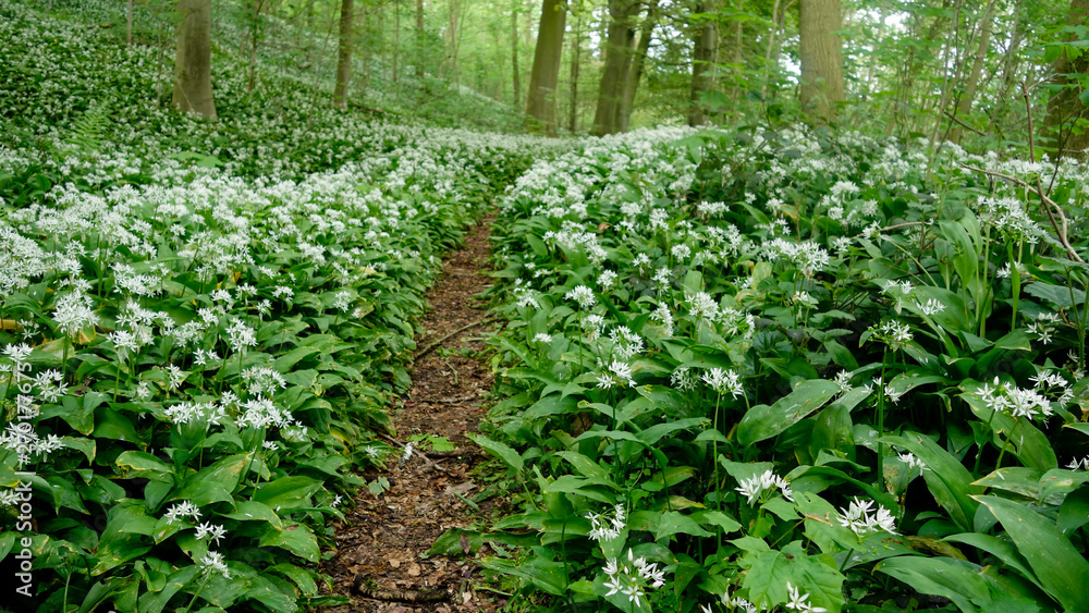 Ail des ours - Allium ursinum Ail des ours - Allium ursinum
