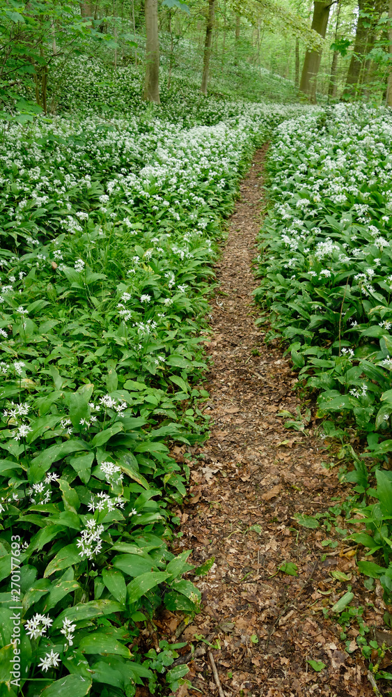 Ail des ours - Allium ursinum Ail des ours - Allium ursinum