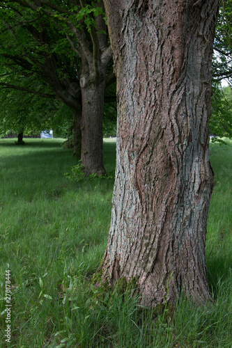 Tree stem Kamp Westerbork Netherlands