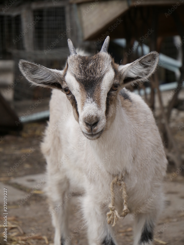 a little goat looks at the camera