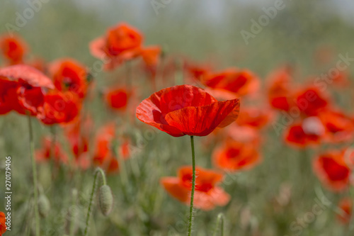 Flowers Red poppies bloom in the wild field. Beautiful field red poppies with selective focus, soft light. Natural Drugs - Opium Poppy. Glade of red wildflowers