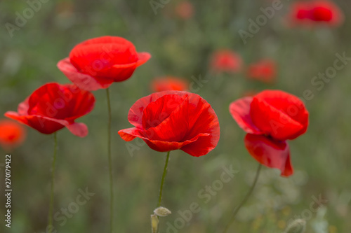 Flowers Red poppies bloom in the wild field. Beautiful field red poppies with selective focus, soft light. Natural Drugs - Opium Poppy. Glade of red wildflowers © Aleksandr Lesik