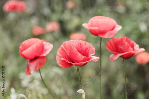 Flowers Red poppies bloom in the wild field. Beautiful field red poppies with selective focus, soft light. Natural Drugs - Opium Poppy. Glade of red wildflowers