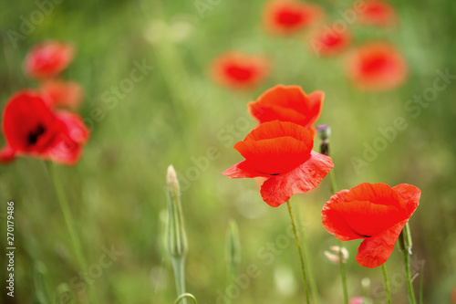 Flowers Red poppies bloom in the wild field. Beautiful field red poppies with selective focus  soft light. Natural Drugs - Opium Poppy. Glade of red wildflowers