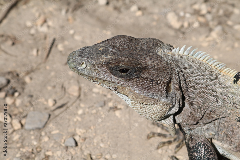 island land iguana island land iguana
