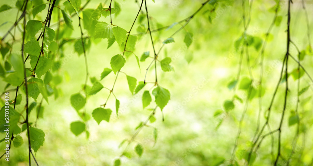 Light green natural background with young leaves of birch in the sunlight outdoors with a soft focus.