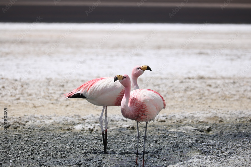 Fototapeta premium pink flamingo in the zoo