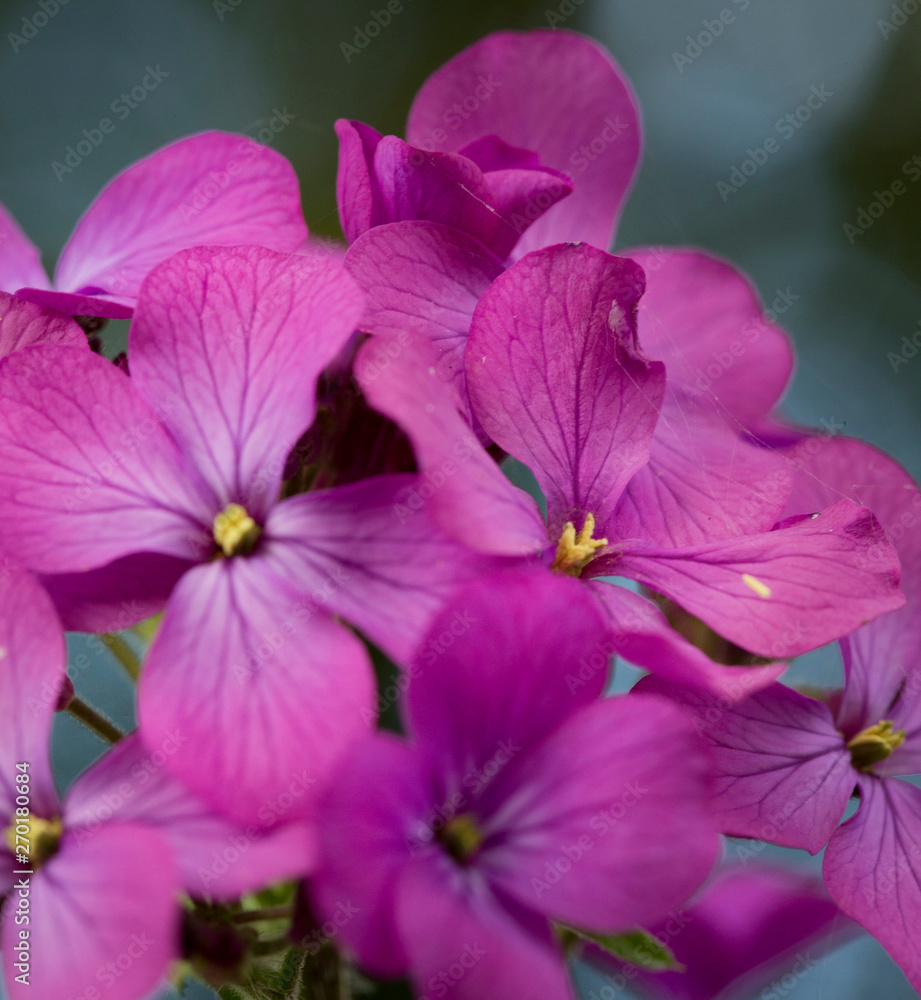Flowers Flowers