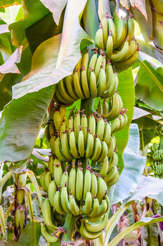Bunch of the unripe green bananas on tree