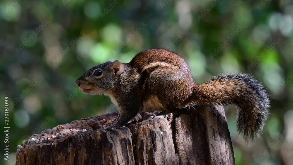 The Indochinese Ground Squirrel is commonly found in Thailand just about anywhere it can thrive; city parks, areas with trees, national parks, gardens, villages, they seem to ignore human presence. The Indochinese Ground Squirrel is commonly found in Thailand just about anywhere it can thrive; city parks, areas with trees, national parks, gardens, villages, they seem to ignore human presence.