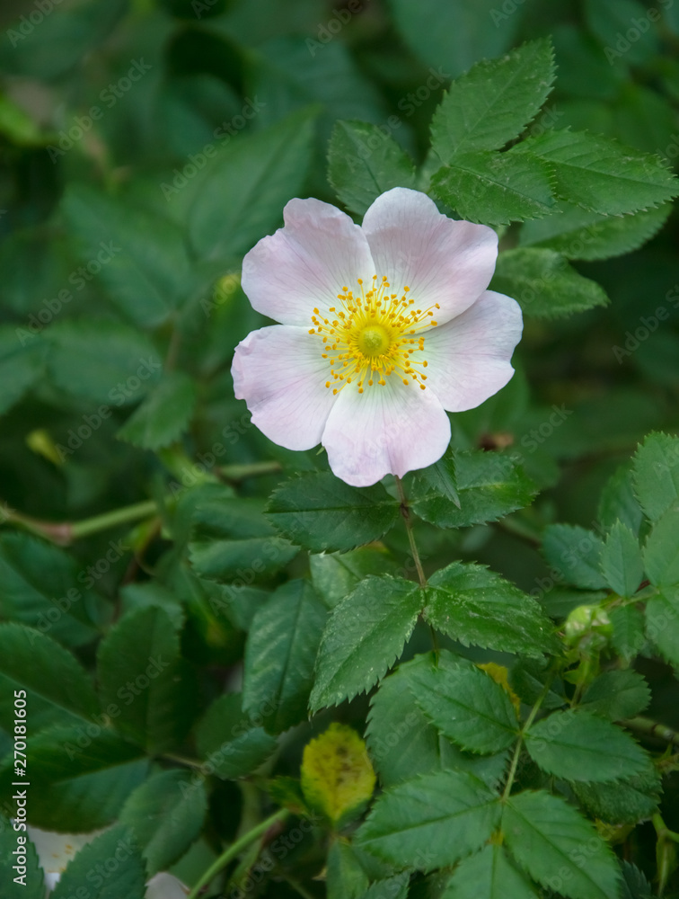 Wild rose flowers. Green leaves as a background. Gentle lighting. Outside. Without people. Amazing nature. Wild rose flowers. Green leaves as a background. Gentle lighting. Outside. Without people. Amazing nature.