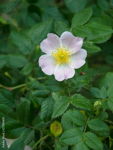 Wild rose flowers. Green leaves as a background. Gentle lighting. Outside. Without people. Amazing nature.