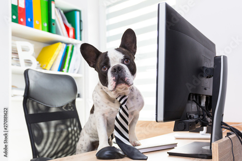 French bulldog works on computer at the office