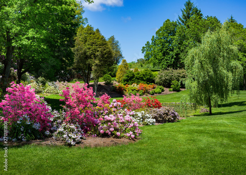 Fototapet Azaleas and rhodendrons flowering in a park setting.