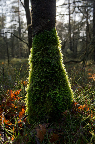 Treestem wih moss in forest photo