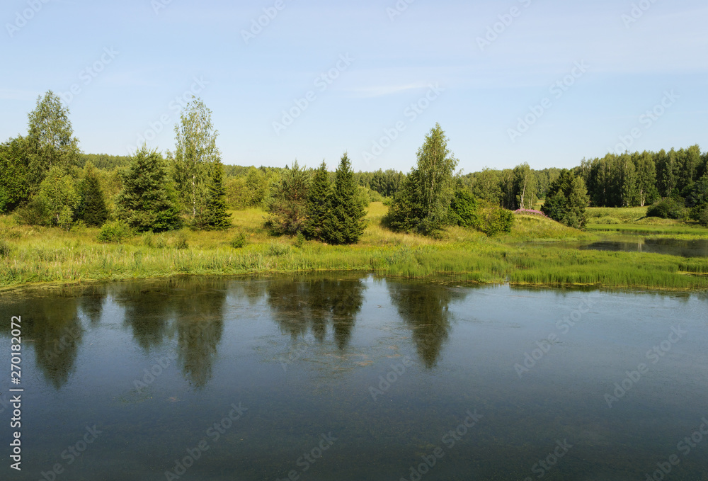 Forest lake in summer time