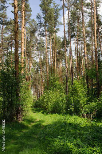Footpath in spring forest