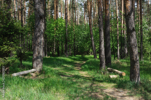 Footpath in pine forest  spring time