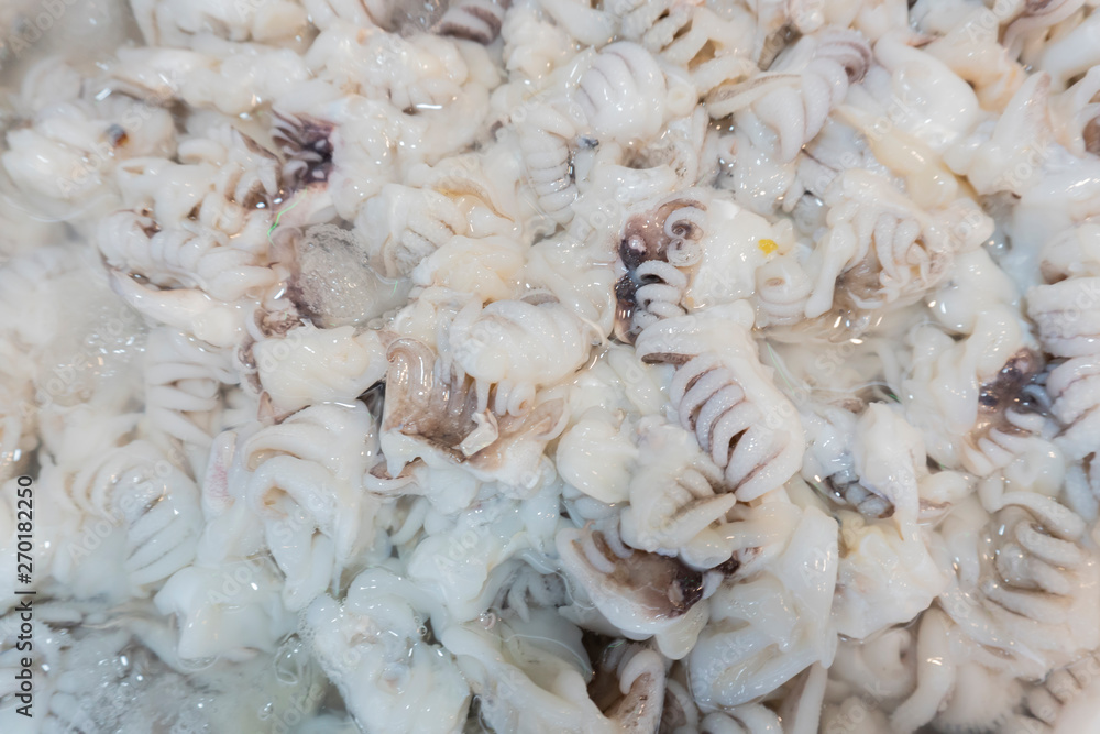 Fresh squid from fresh sea Fresh squid from fresh sea