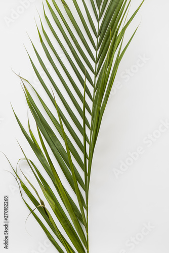 Verdant fresh plant branch