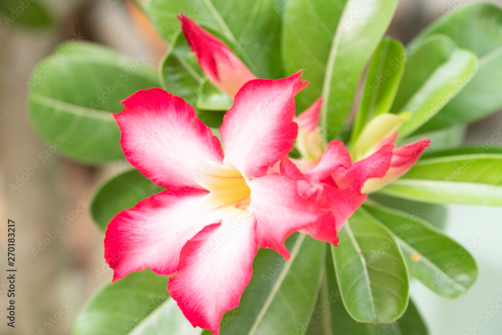 Impala Lily, Pink Bignonia