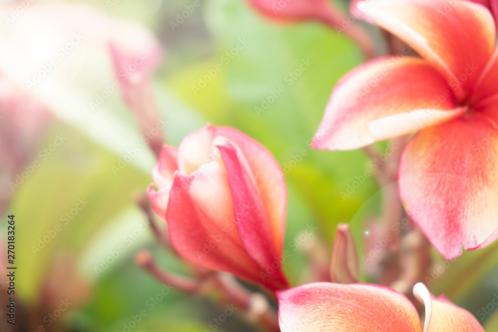 Fototapeta premium Frangipani Flower Or Leelawadee