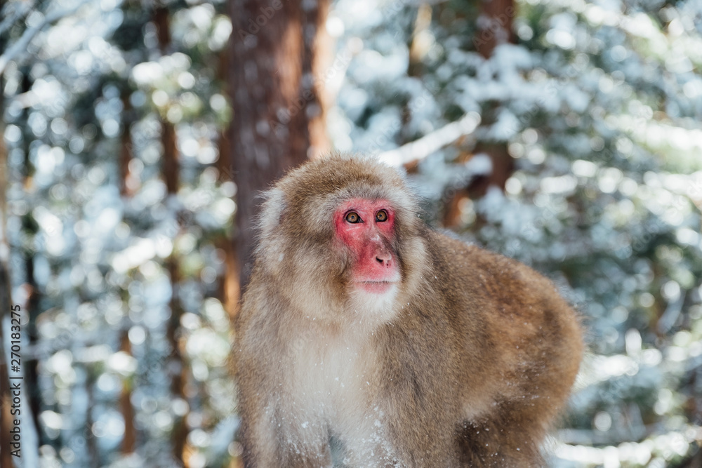 Naklejka premium snow monkey in Japan