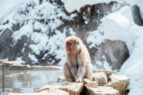 snow monkey in Japan © Teerayut