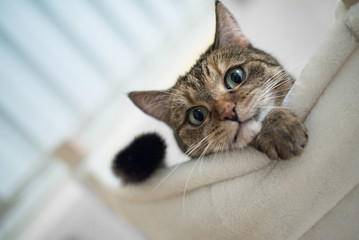 low angle view of a tabby domestic shorthair cat lying on scratching post looking down at camera
