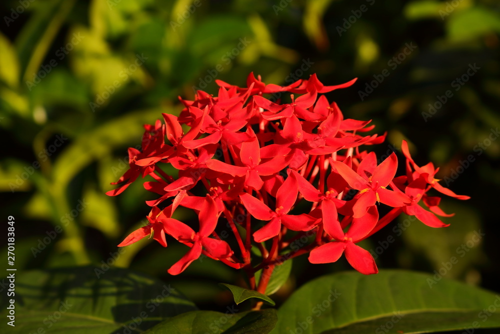 Beauty in red on sunshine day, selective focus Beauty in red on sunshine day, selective focus