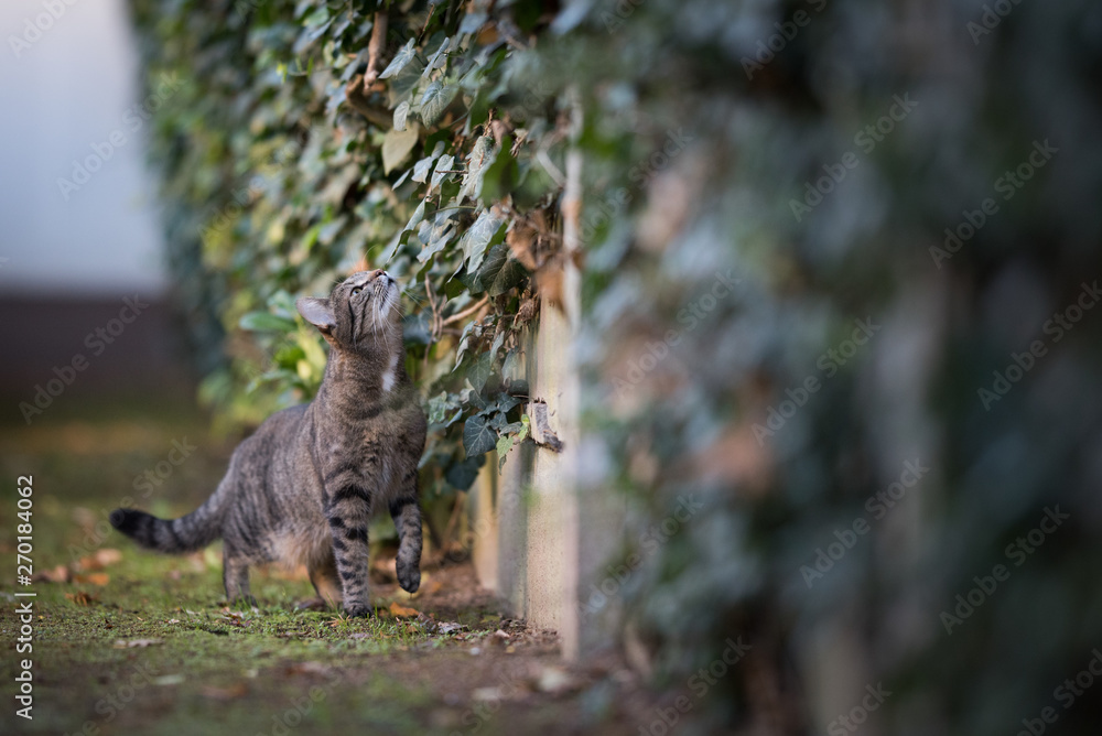 tabby domestic shorthair cat sniffing on ivy on the wall